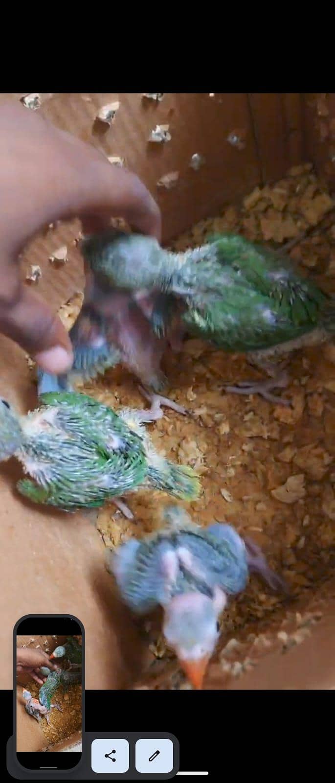 green ringneck chicks 1