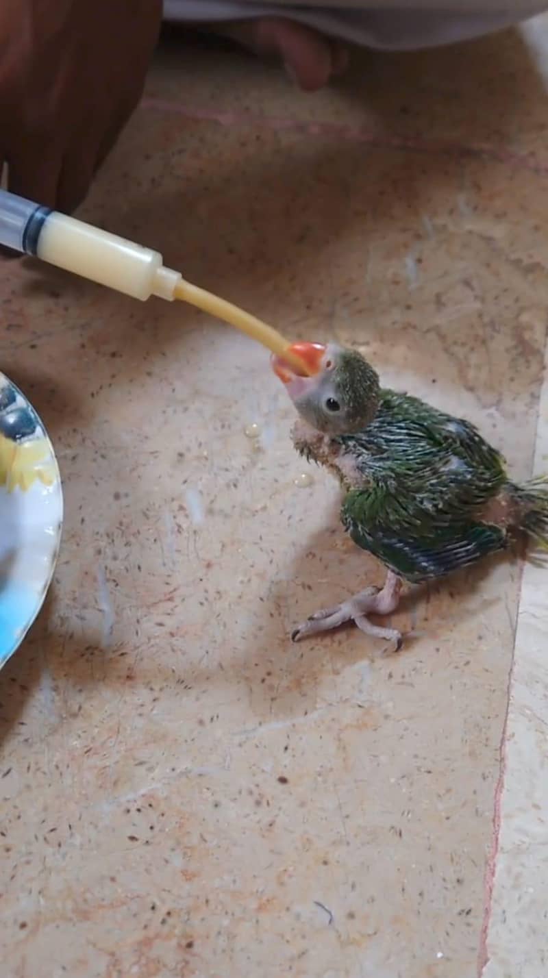 green ringneck chicks 2