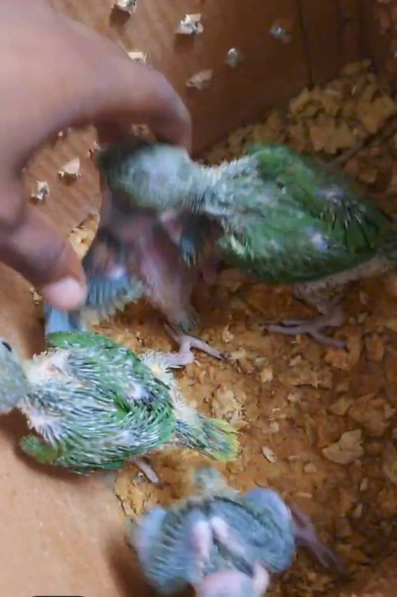 green ringneck chicks 3