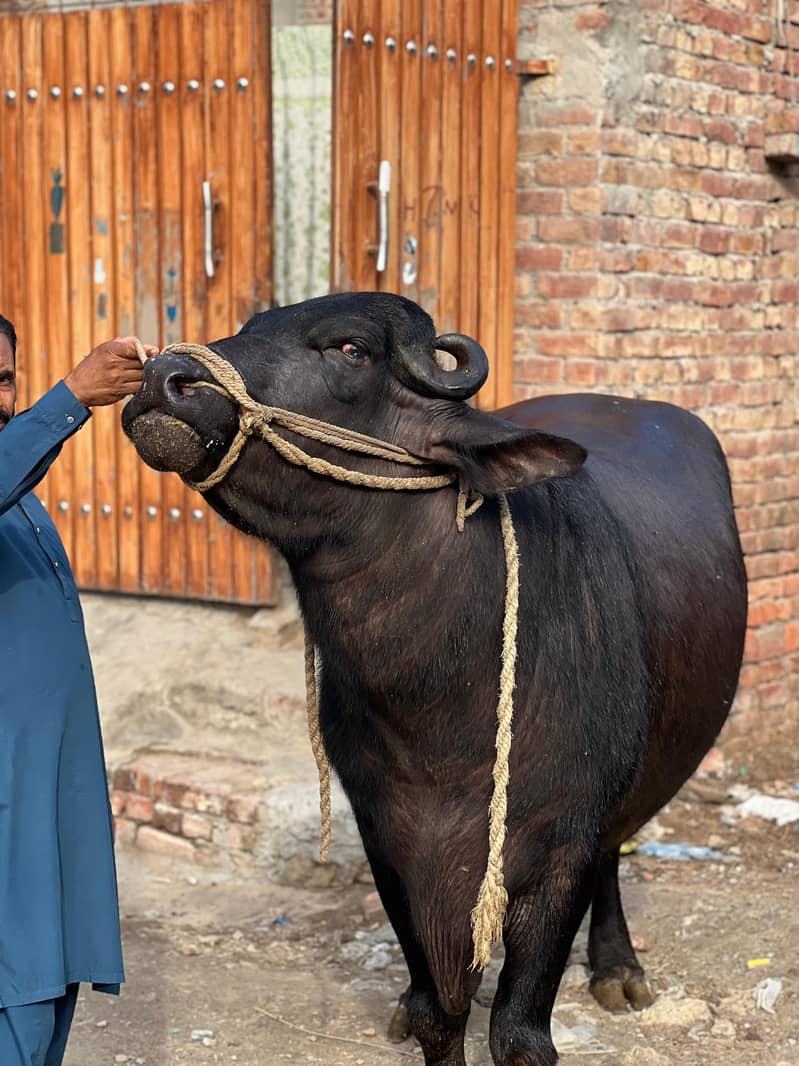 Chota sale for eid 0