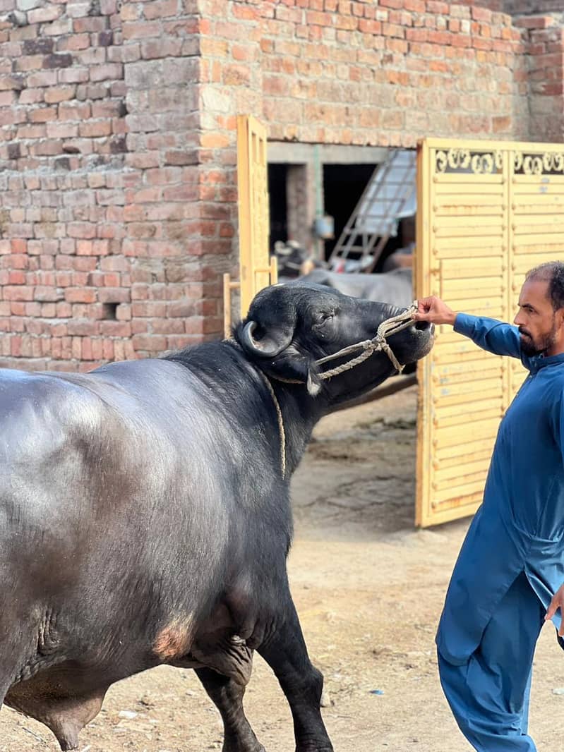 Chota sale for eid 1