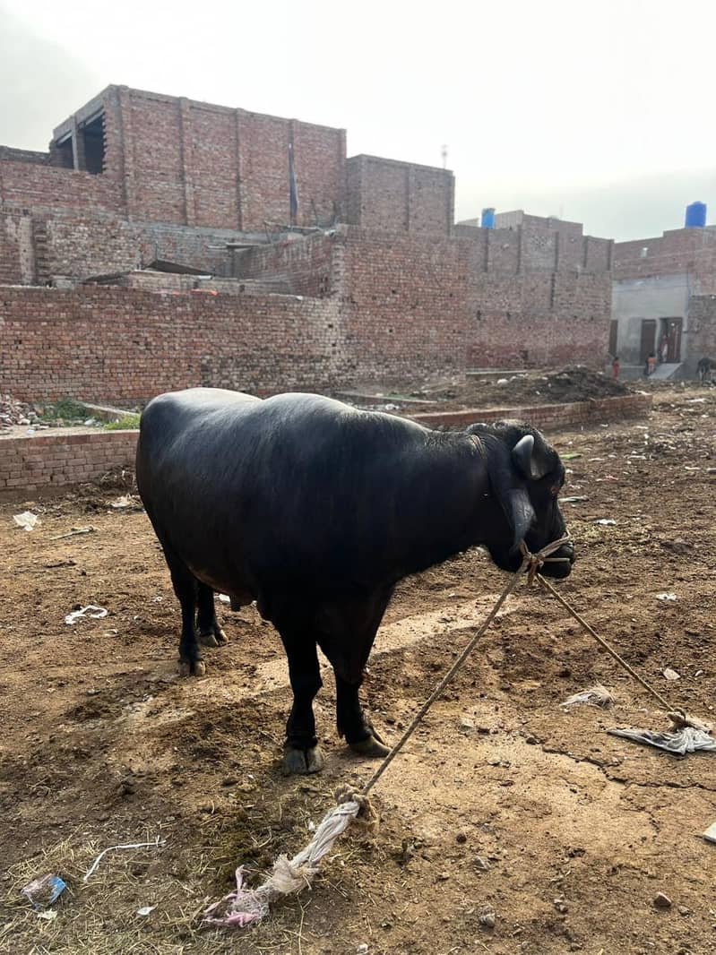 Chota sale for eid 3