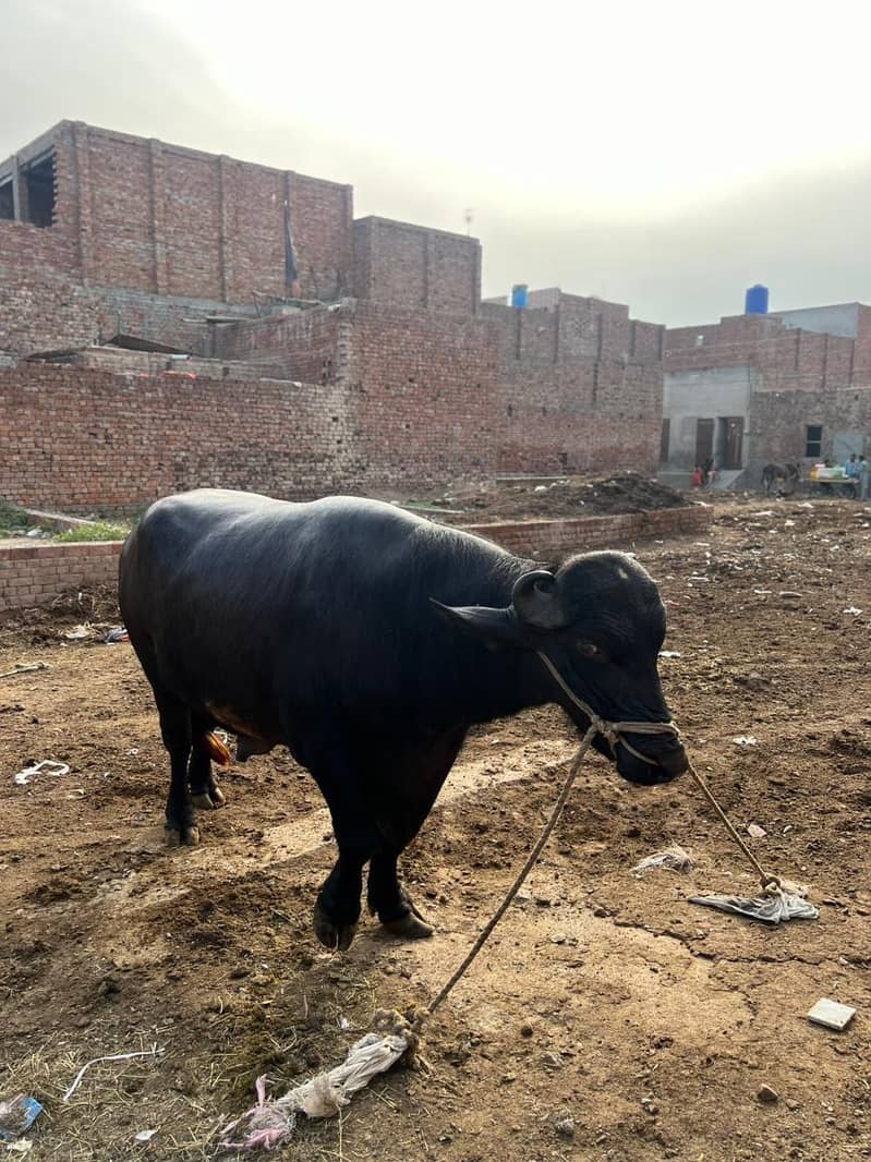 Chota sale for eid 4