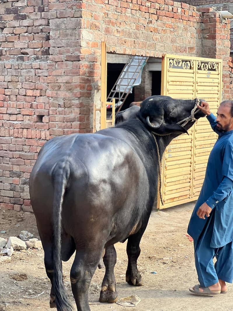 Chota sale for eid 5