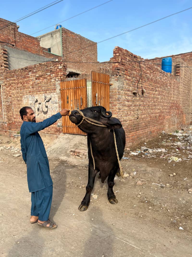 Chota sale for eid 6