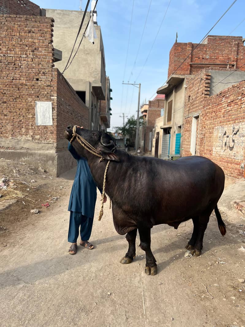 Chota sale for eid 7