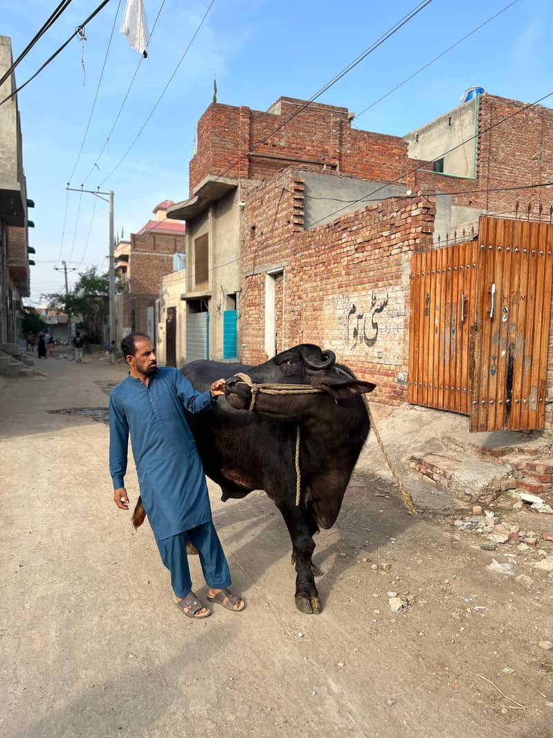 Chota sale for eid 8