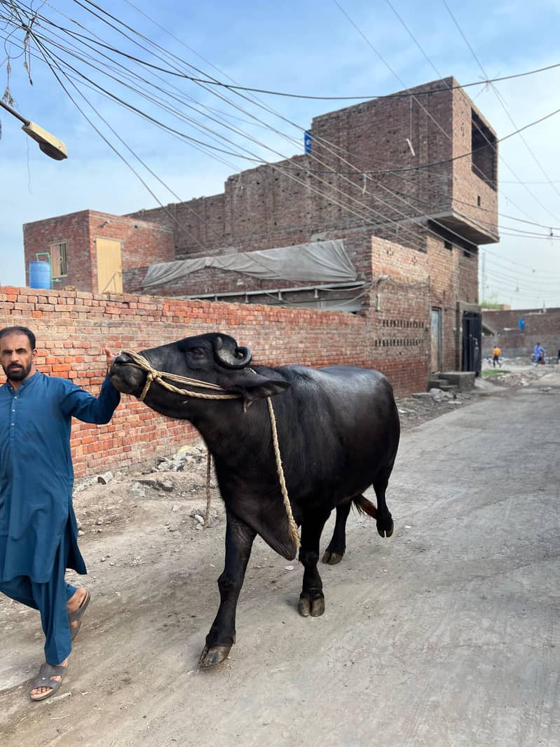 Chota sale for eid 9