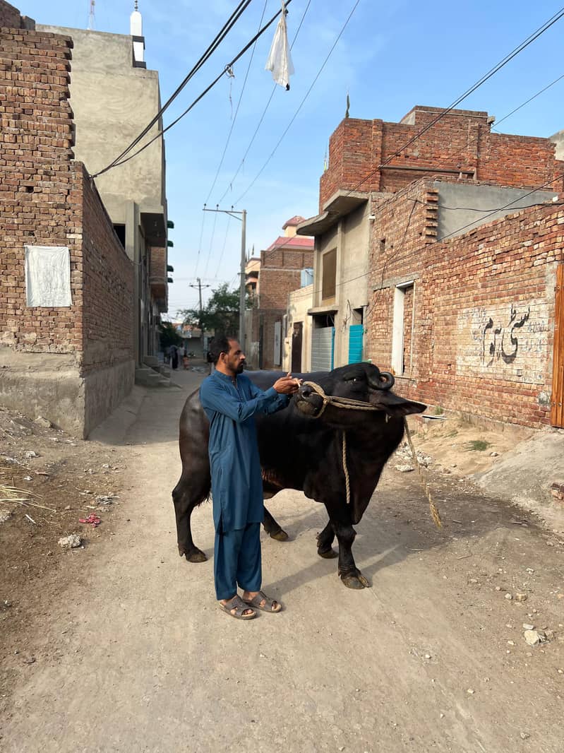 Chota sale for eid 10