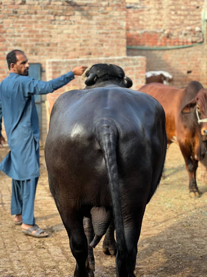 Chota sale for eid 12