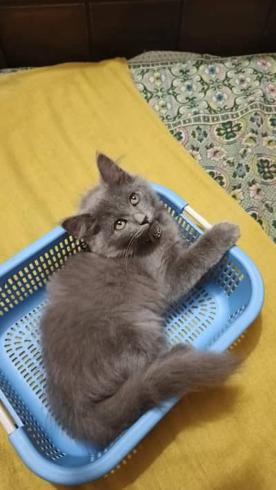 beautiful smokey color kitty