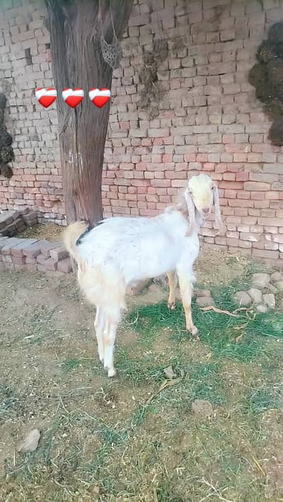 Qurbani