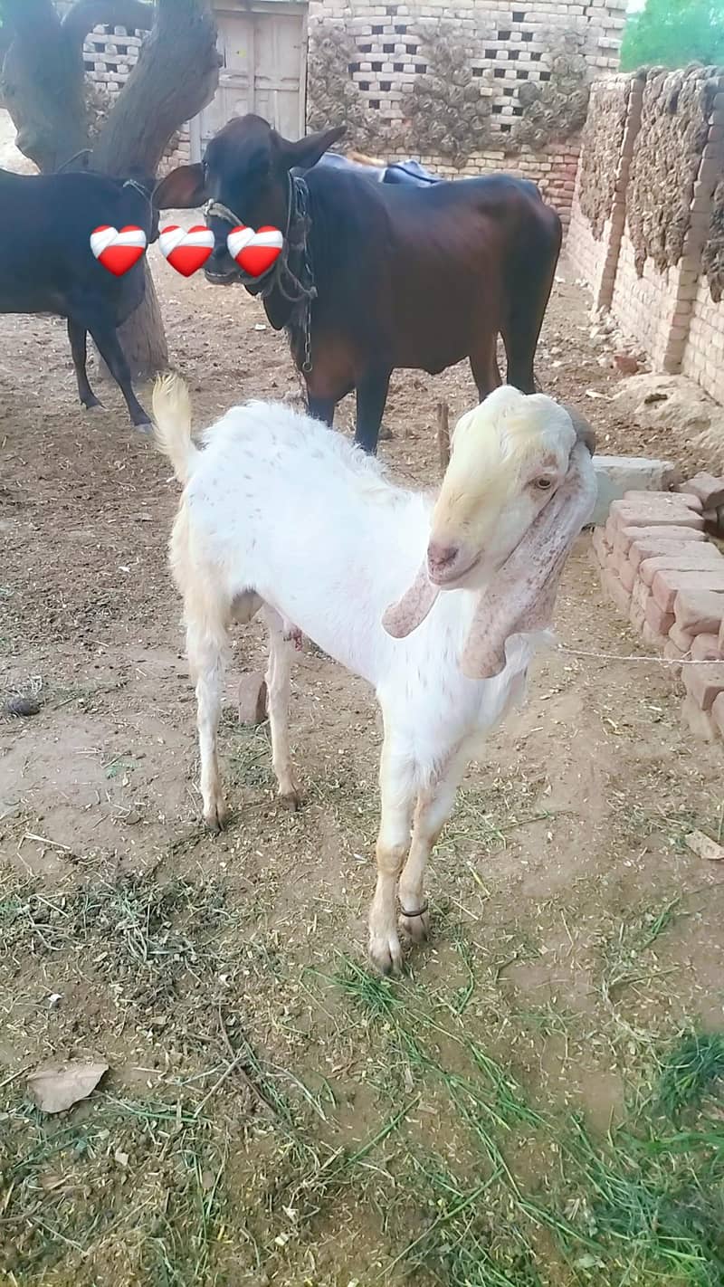 Qurbani 1