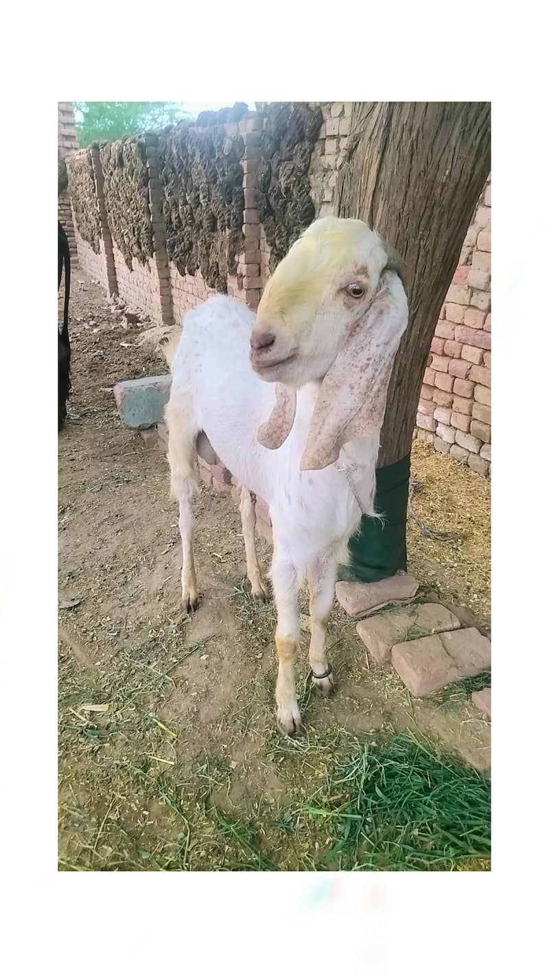 Qurbani 2