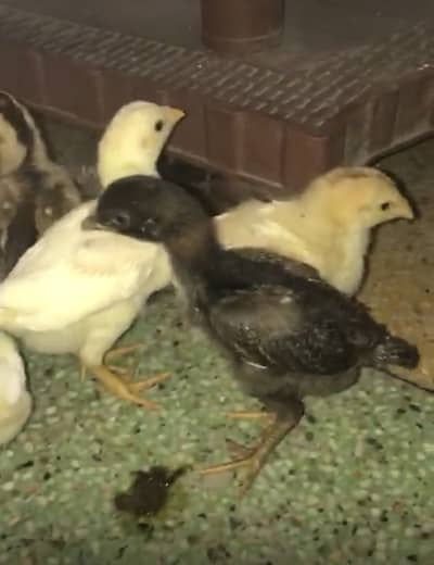 Aseel chiks for sale