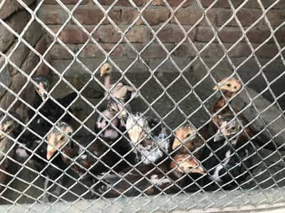 aseel chicks(urgent sale)