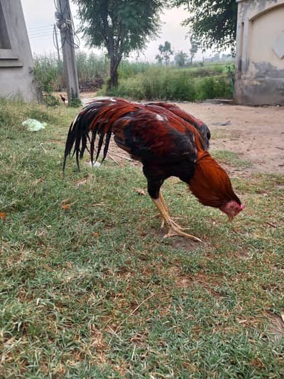long higet ptha sale and change