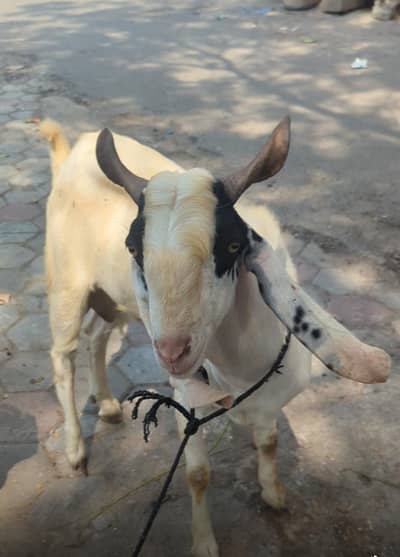 bhot kamal ke cheezh hai donta Bakra hai
