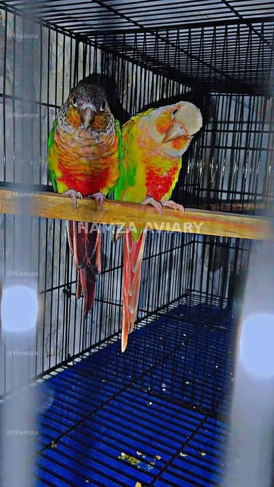 Conure Breeder Pair healthy and active