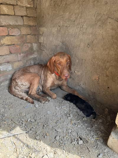 Golden labrador female available for sale with one male puppy