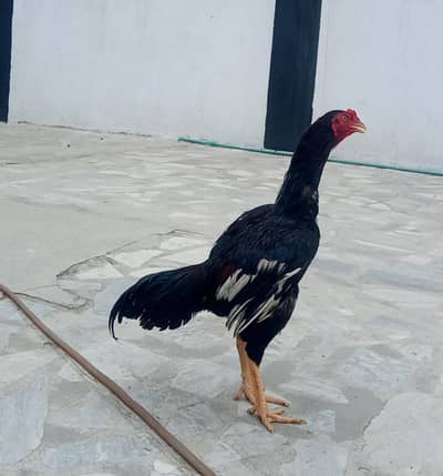 high quality mushka lakha patha