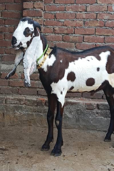 Beetal Bakra