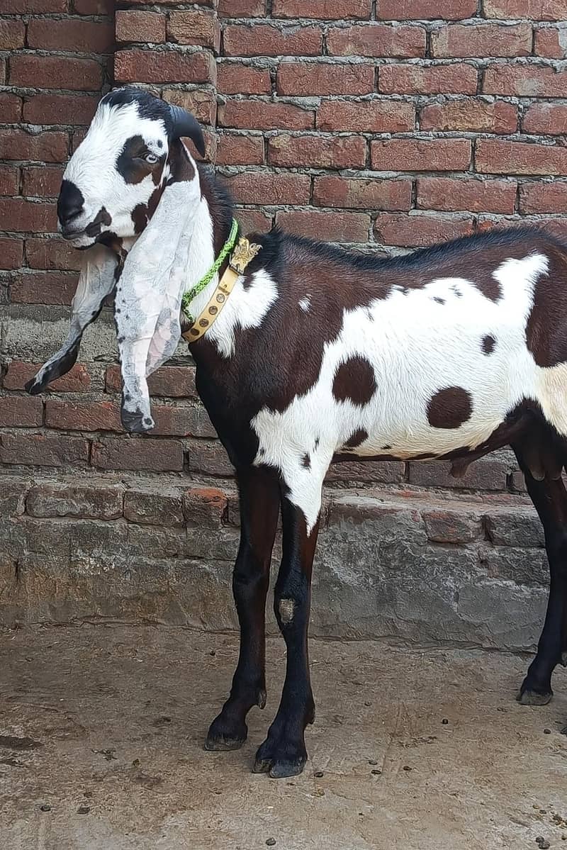 Beetal Bakra 0