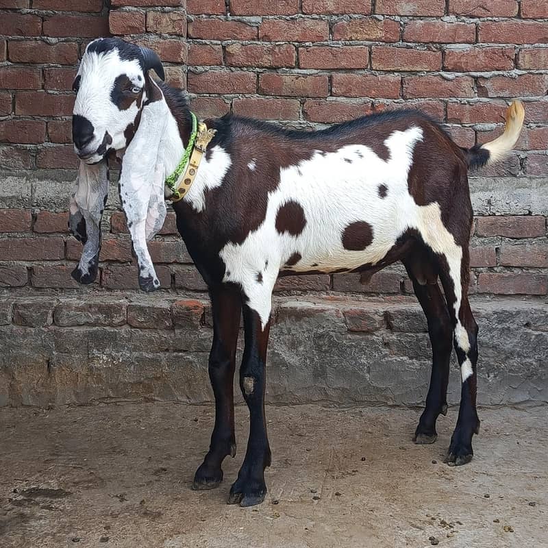 Beetal Bakra 1