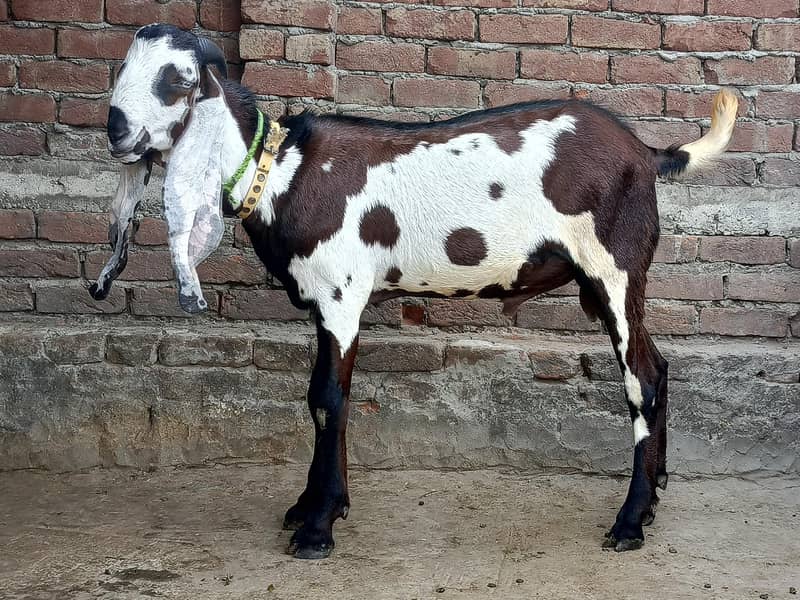 Beetal Bakra 2