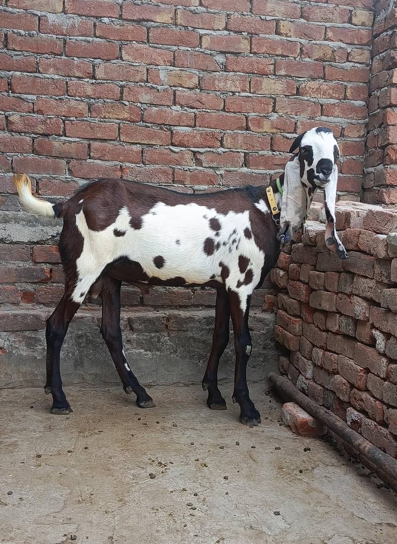 Beetal Bakra 3