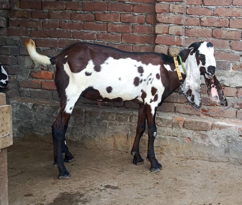 Beetal Bakra 4