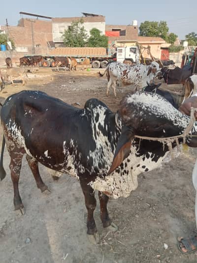 دیسی ہے کوئی بھی کس قسم کا اچھا ہے