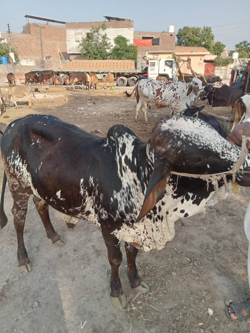 دیسی ہے کوئی بھی کس قسم کا اچھا ہے 0