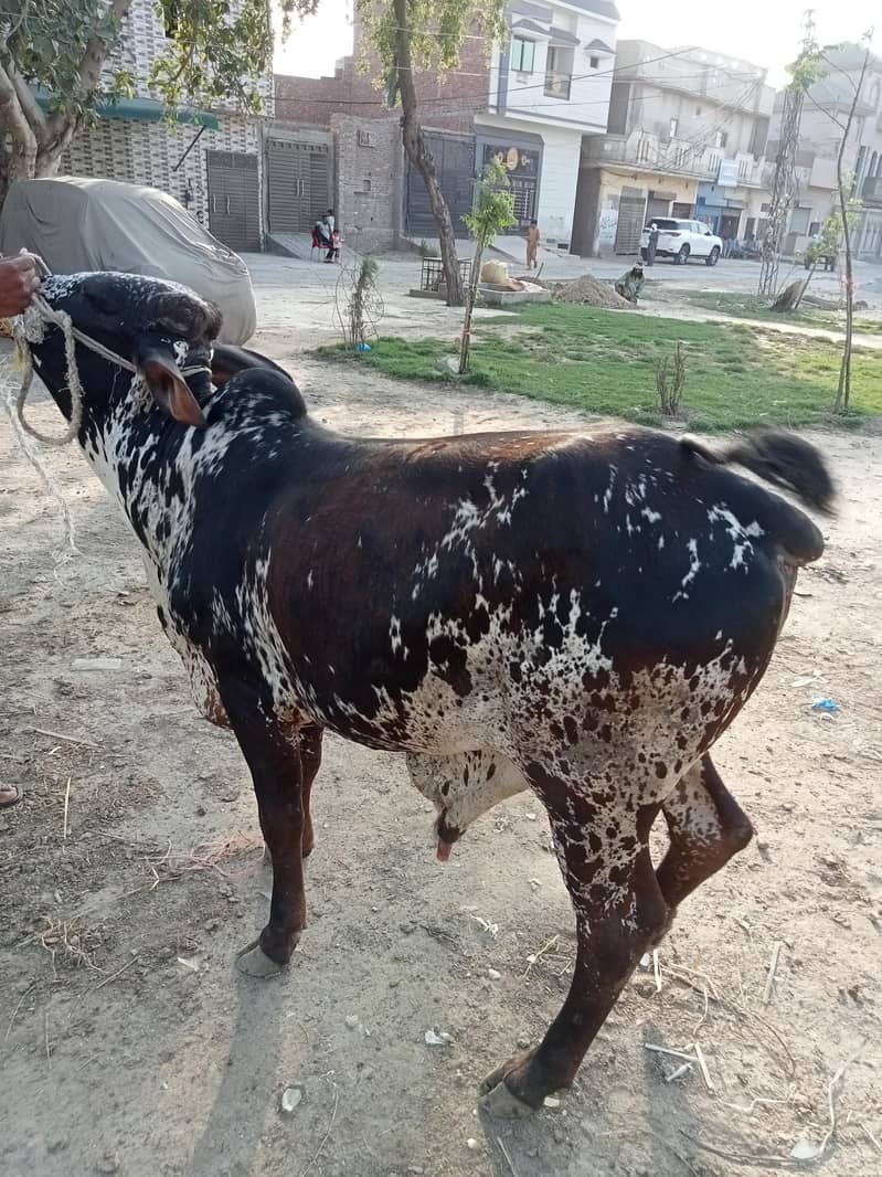 دیسی ہے کوئی بھی کس قسم کا اچھا ہے 1