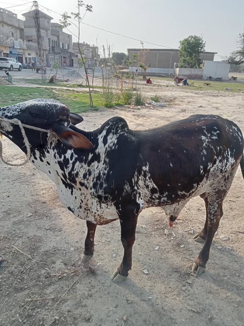 دیسی ہے کوئی بھی کس قسم کا اچھا ہے 2