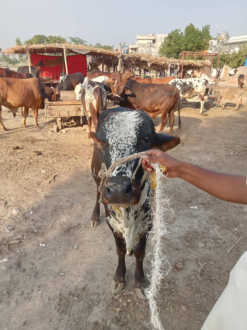 دیسی ہے کوئی بھی کس قسم کا اچھا ہے 3
