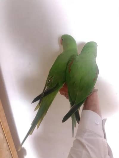 kashmiri raw Chicks available