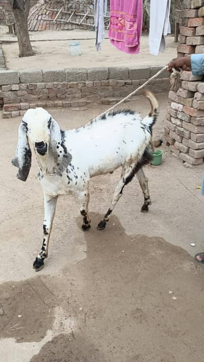 Shandaar Beetal Ablak Bakra - Qurbani 2026 ke liye Taiyar