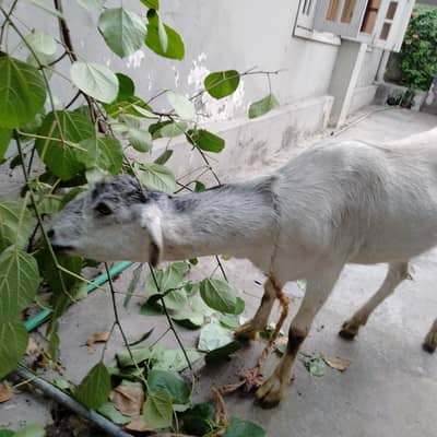 Qurbani
