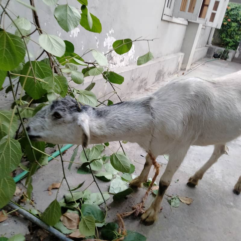 Qurbani 0