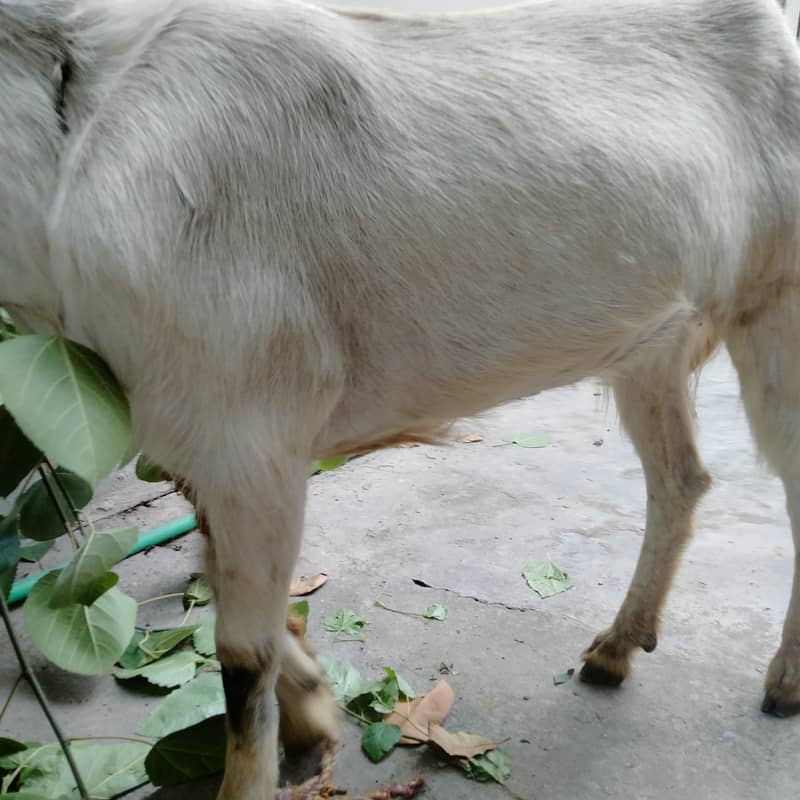 Qurbani 1