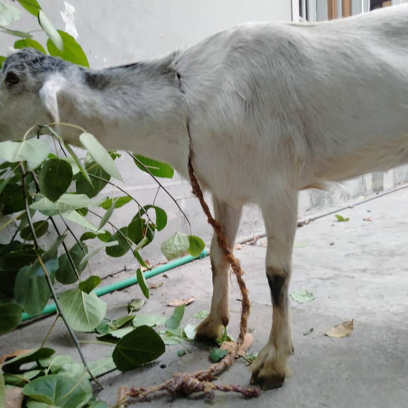Qurbani 2
