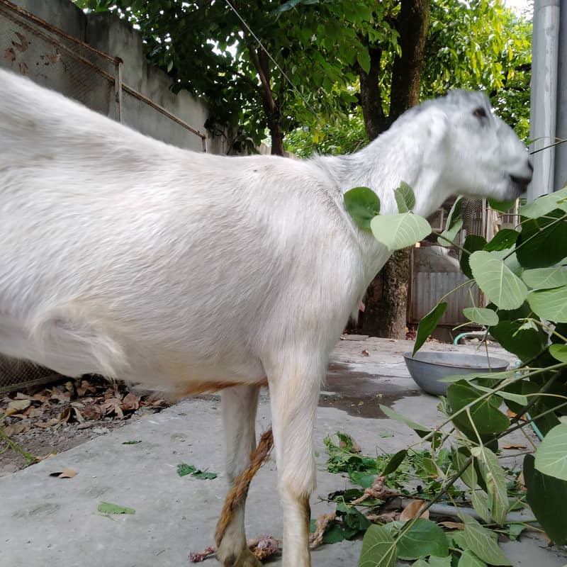 Qurbani 3