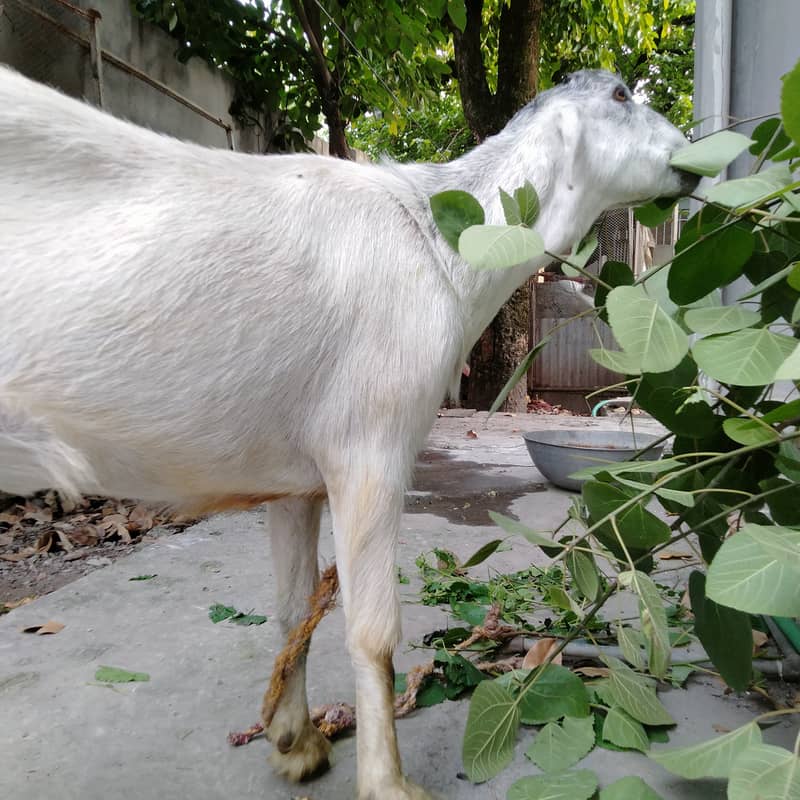 Qurbani 4