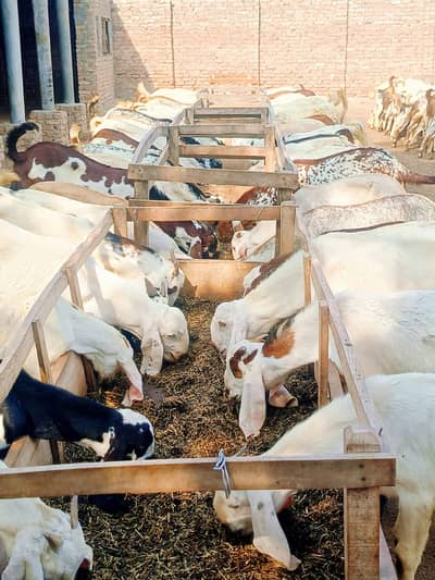 Goat | bakra | sheep | khasi | بکرا | bakry | 50 bakra for sale.