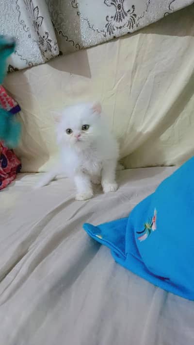 pure percian kittens for sale or replacement withamale kitten.