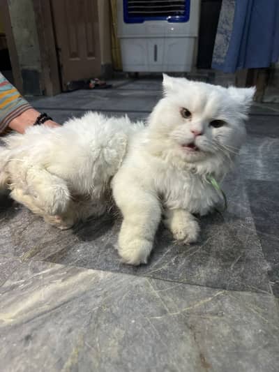 Persian cat sell