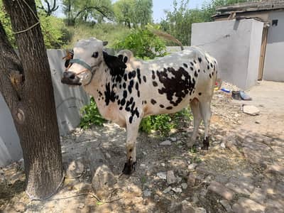 Qurbani Bull | Bachra | Wacha | Desi Bachry | Qurbani 2026