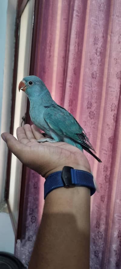 blue ringnack pair tame