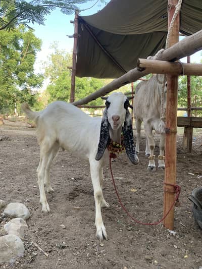 Bakra for sale